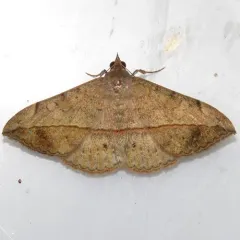Velvetbean Caterpillar Moth thumbnail 1