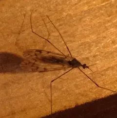 Dicranomyia marmorata thumbnail 2