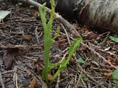 Mountain Moonwort thumbnail 3