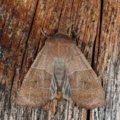 Morrison's Sallow thumbnail 4