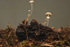 magnolia-cone mushroom thumbnail 2