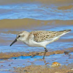 Western Sandpiper thumbnail 2