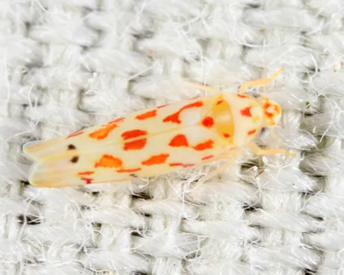 Eratoneura haysensis