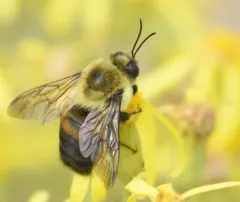 Brown-belted Bumble Bee thumbnail 4