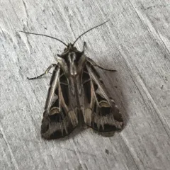 Dingy Cutworm Moth thumbnail 2