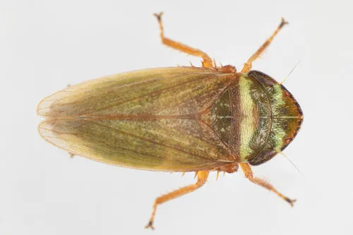 Aphrodes makarovi