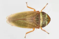 Aphrodes makarovi thumbnail 1