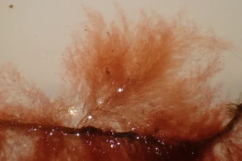 Callithamnion corymbosum