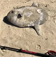 Common Mola thumbnail 2
