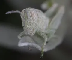 Cudweed Grasshopper thumbnail 2