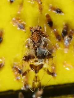 Bactericera maculipennis thumbnail 2