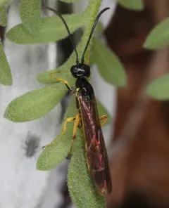 Wheat Stem Sawfly thumbnail 2