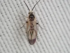 Rondaniella dimidiata thumbnail 3
