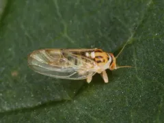 Psyllopsis discrepans thumbnail 2