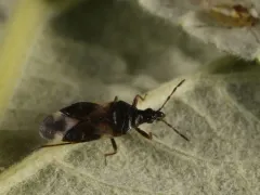 Anthocoris musculus thumbnail 2