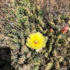 Brittle Pricklypear thumbnail 4