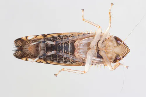 Scaphoideus merus
