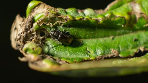 Altica prasina