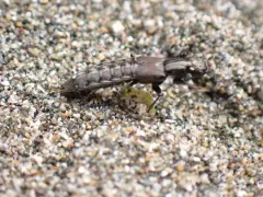 Cafius canescens thumbnail 2