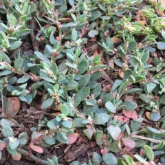 Small's Knotweed thumbnail 4