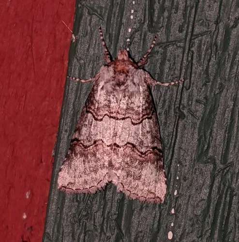 Ceranemota fasciata