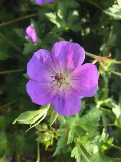 Purple-vein geranium thumbnail 2
