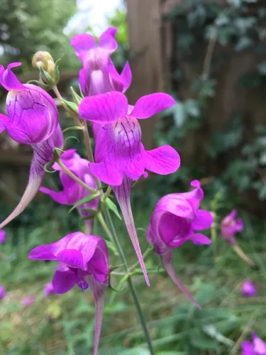 Three Birds Toadflax