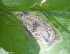 Slingerland's Plum Leafminer Moth thumbnail 1