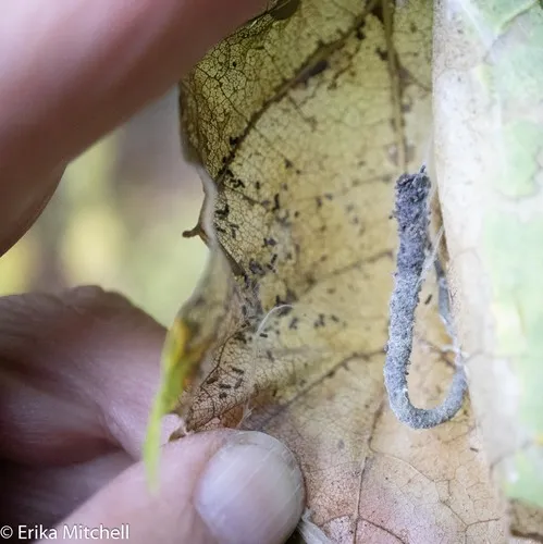 Maple Trumpet Skeletonizer Moth