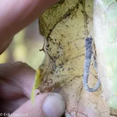 Maple Trumpet Skeletonizer Moth thumbnail 1