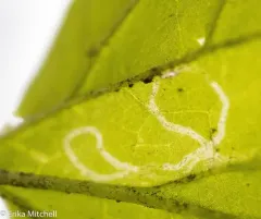 Caloptilia scutellariella thumbnail 2