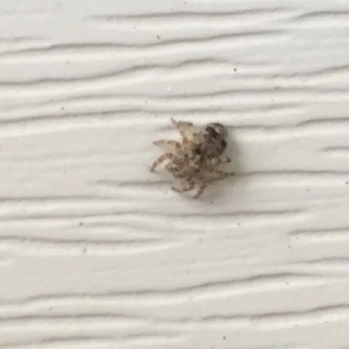 Asiatic Wall Jumping Spider