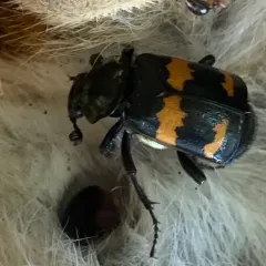 Tomentose Burying Beetle thumbnail 3