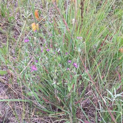 silky aster