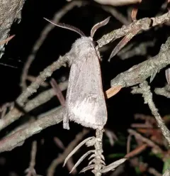 Fringed Dart thumbnail 3