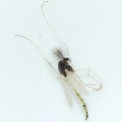 Endochironomus nigricans thumbnail 2