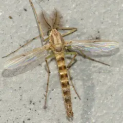 Thick-tailed Non-biting Midge thumbnail 2