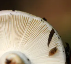 Green Quilt Russula thumbnail 1