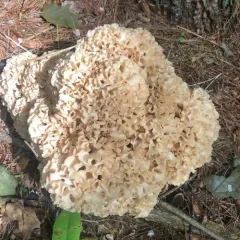 American cauliflower mushroom thumbnail 2