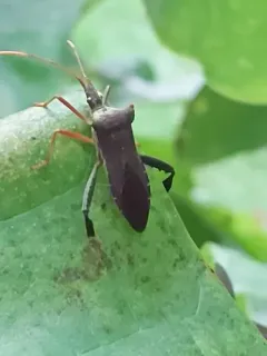 Magnolia Leaf-footed Bug thumbnail 2