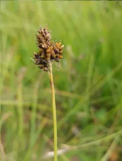 closed-headed sedge thumbnail 3