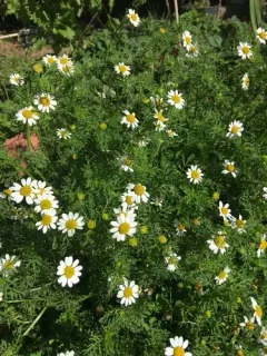 Corn Chamomile thumbnail 3