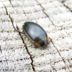 Hydaticus aruspex thumbnail 2