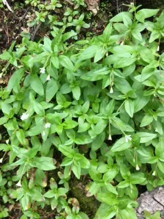 Milkflower Willowherb thumbnail 3