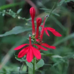 cardinal flower thumbnail 4
