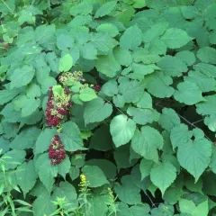 American spikenard thumbnail 2