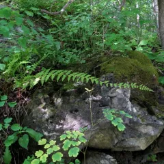 bulblet fern thumbnail 3