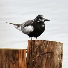 White-winged Tern thumbnail 4
