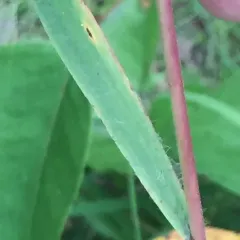 Prairie Brome thumbnail 1