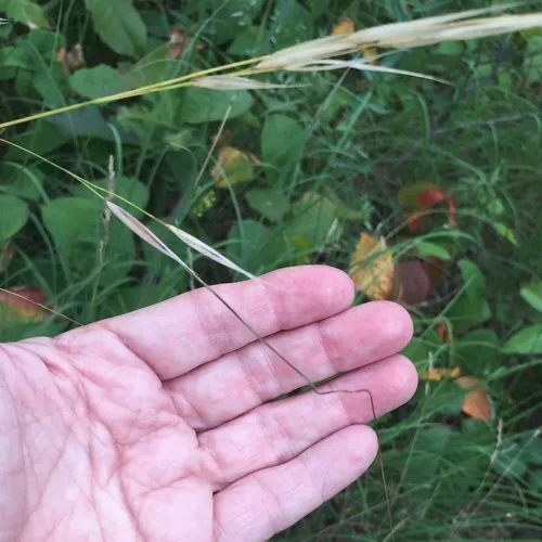 porcupine needlegrass